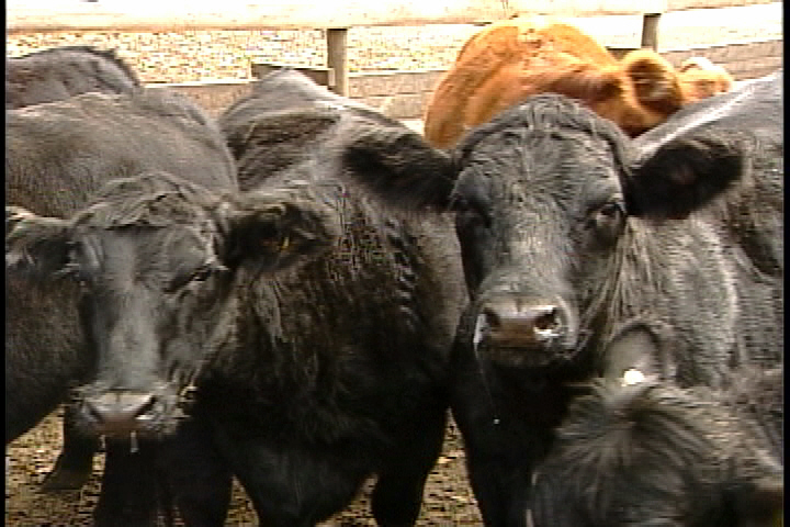 Province proposes new regulations on livestock watering practices