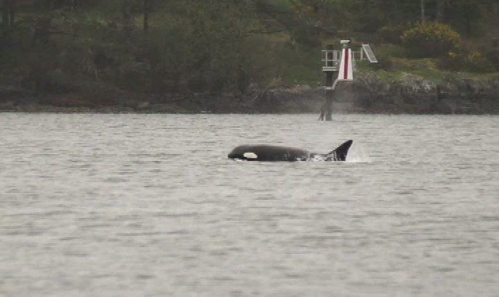 Six conservation groups launch legal action aimed at protecting southern resident killer whales