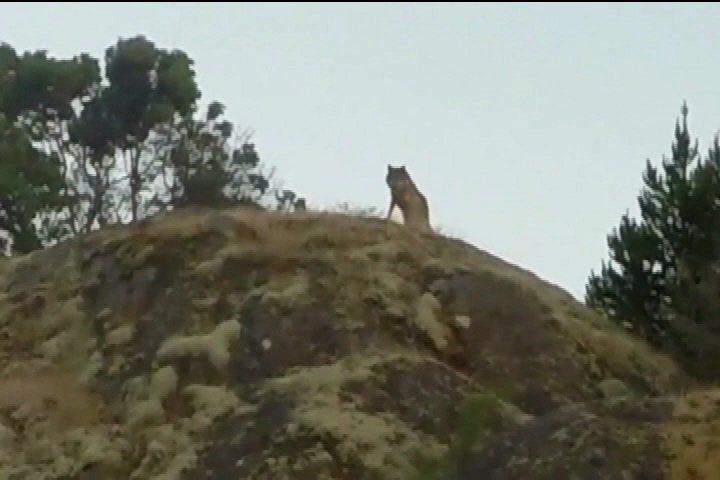 Discovery Island reopens 8 months after a family's close encounter with wolf