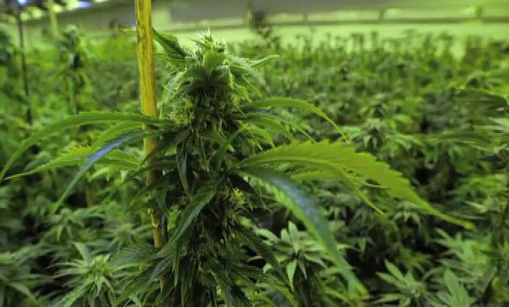 Large-scale marijuana farm may be coming to Central Saanich