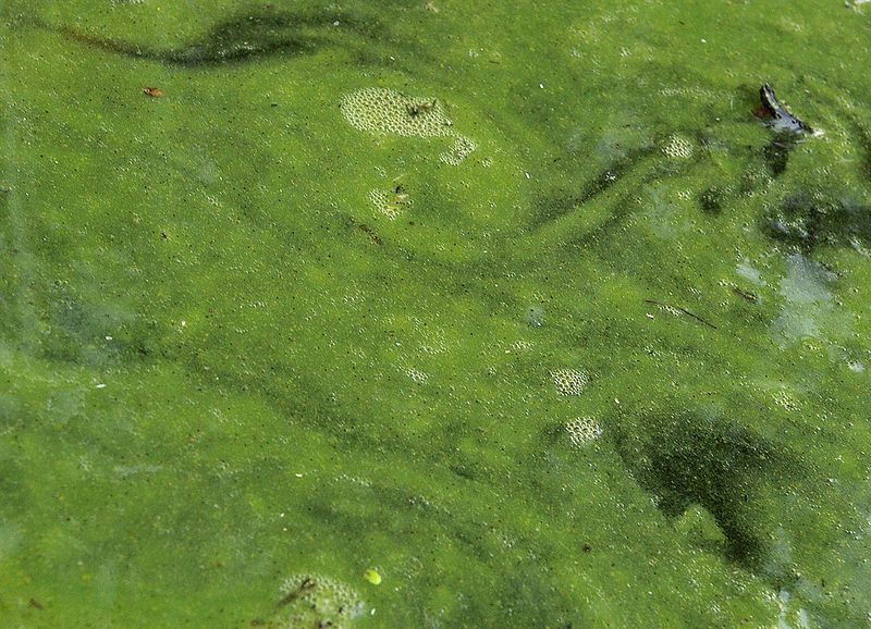 Beaver Lake closed to swimming after algae bloom detected