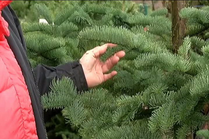 Get Up and Grow: Selecting and caring for a live Christmas tree