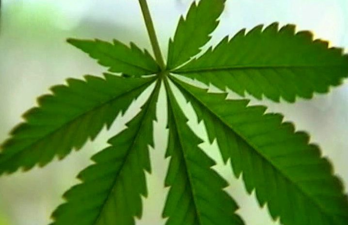 Camosun College launches cannabis classes