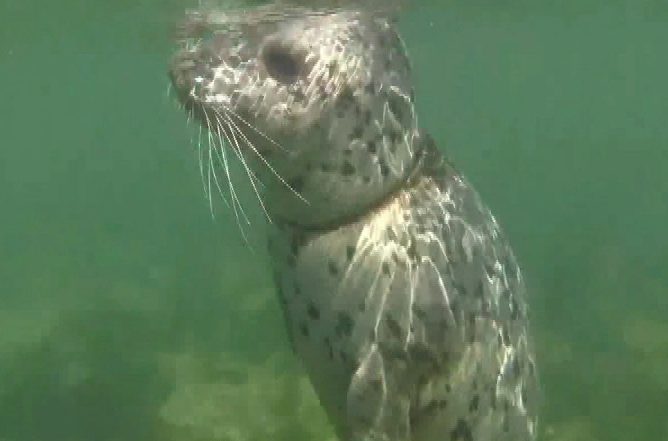 Seal caught in debris concerns Victoria tour guide