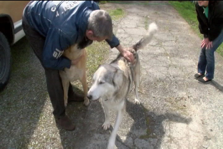 Saanich police looking for man after two dogs were stolen