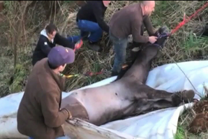 Rescuers pull together to save horse from Courtenay cliff