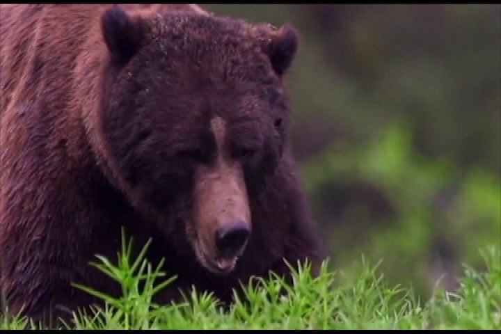 Protesters gather at B.C. legislature, renewing calls to ban grizzly bear trophy hunt