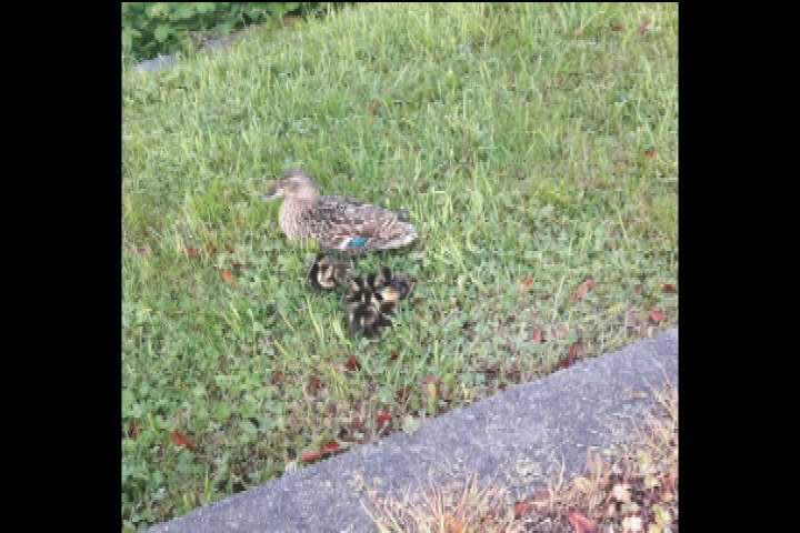 Oak Bay firefighter rescues ducklings trapped in storm drain