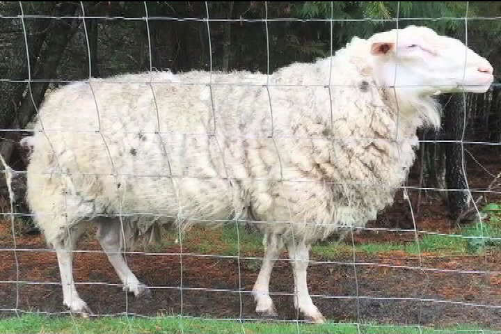 Several attacks on livestock near Qualicum prompt call for better husbandry