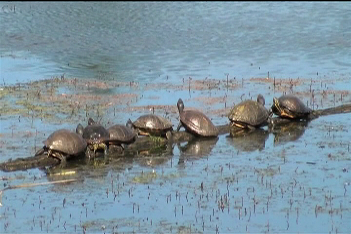 Endangered Painted Turtles seen hatching in Nanaimo