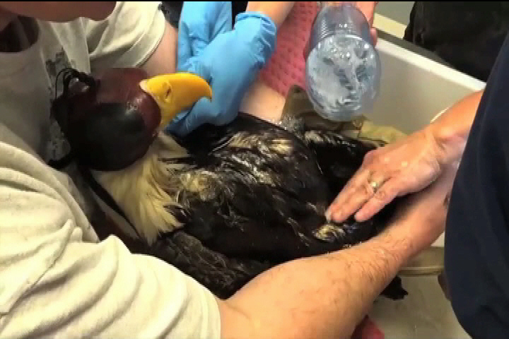 Oiled bald eagles found on north Vancouver Island