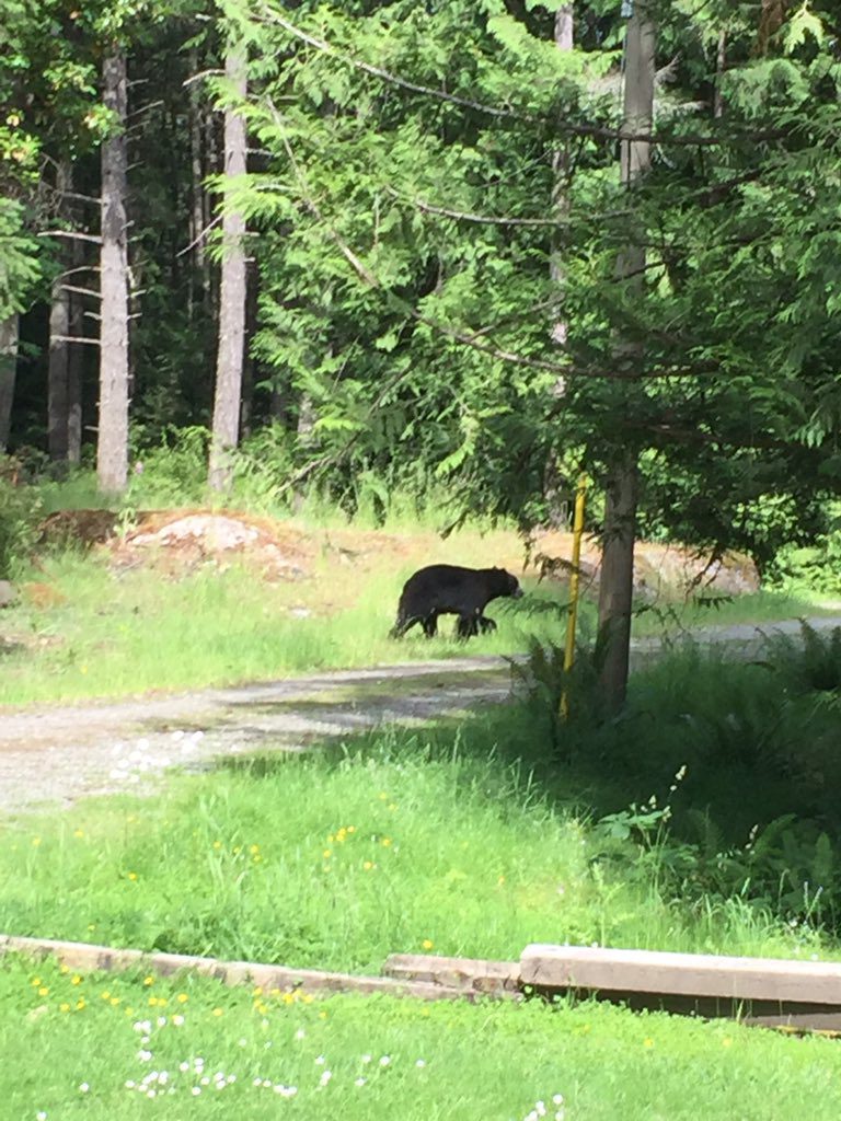 Saanich Police issue another warning after large bear spotted on Tuesday afternoon