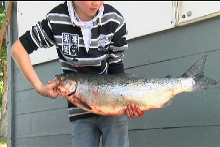 Surprise sockeye fishery opening nets huge tourism for Alberni