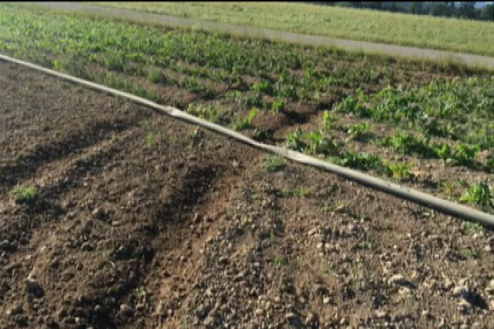 Longview Farms crop vandalized on Canada Day