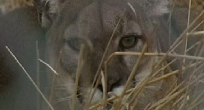 Cougar sighting Tuesday morning the third in as many days in Saanich