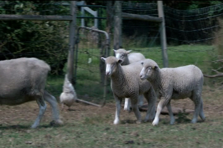 Lone black bear suspected of terrorizing sheep farms in Metchosin