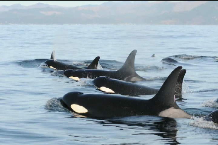 Orca pod returns to the Broughton Archipelago for first time in more than 20 years