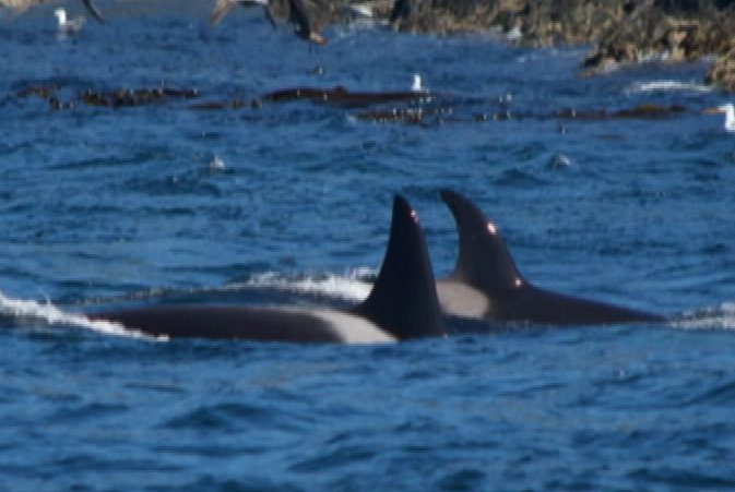 $9.1 million from Ottawa to develop and test technology to protect whales