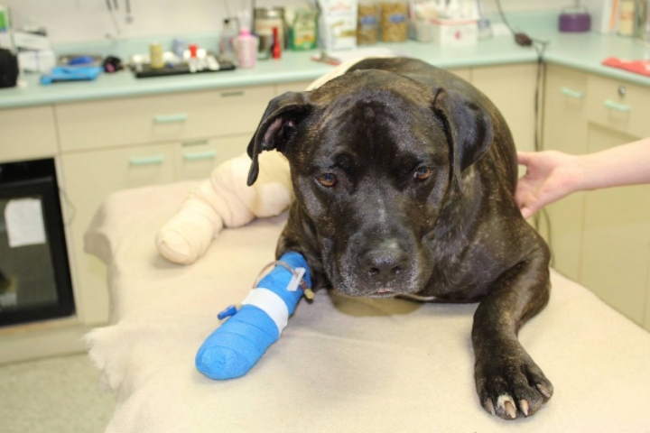 Lasqueti Island dog recovering after being attacked by a cougar