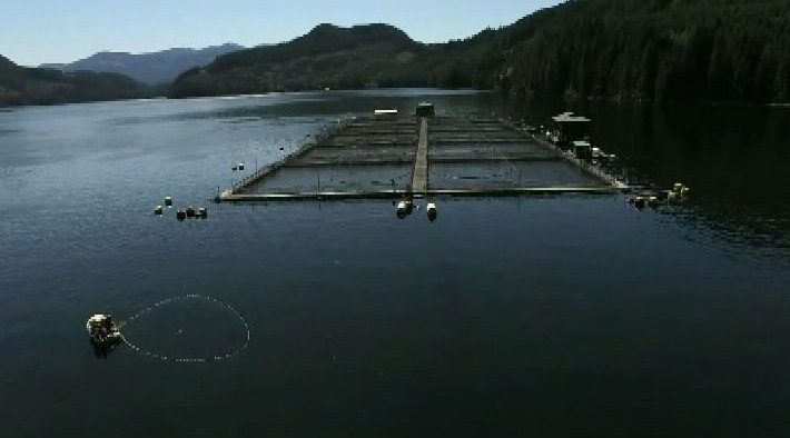 B.C. premier appoints top deputy to review 'integrity' of  fish farm testing lab