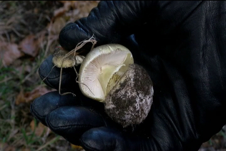 Death Cap Danger: World's deadliest mushroom on rise in Oak Bay