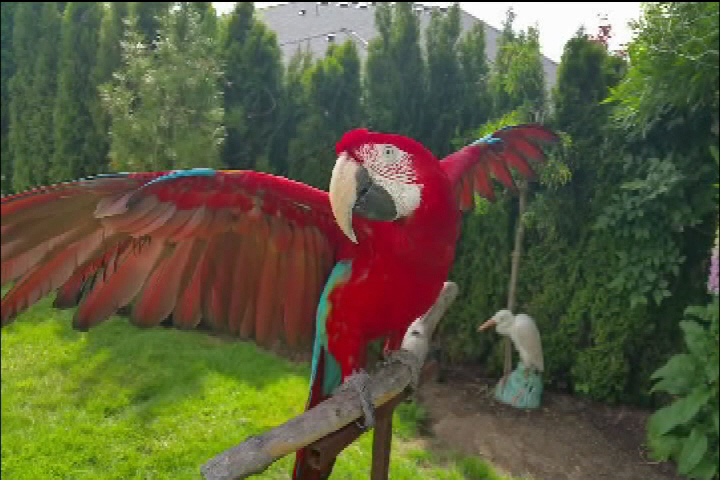 Have you seen Rufus? Bright red parrot on the loose in Sooke