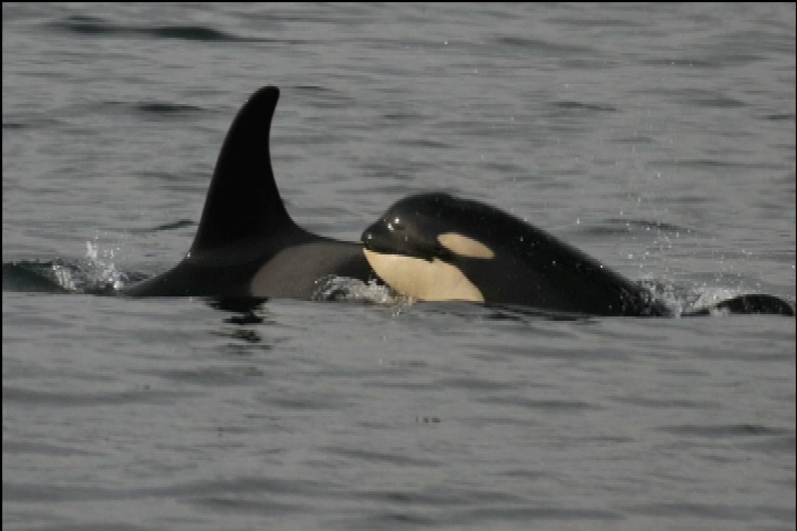 Saving the southern resident killer whales focus of meeting in Vancouver