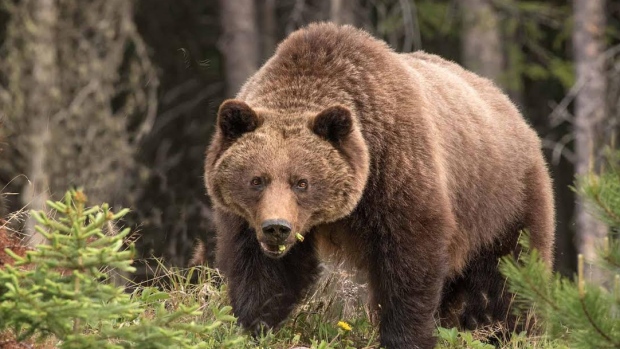 Grizzly bears move north in High Arctic as climate change expands range