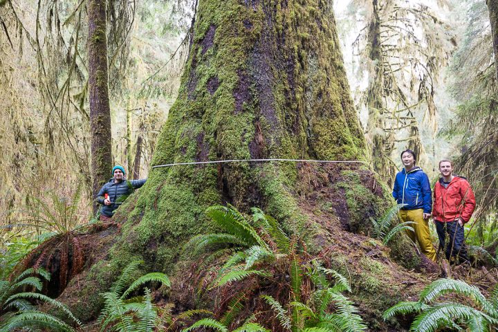 Nathaniel Glickman , Ken Wu, and TJ Watt, from left to right, measure an ancient Sitka spruce tree in the unprotected FernGully Grove near Port Renfrew. At 11 ft in diameter, the tree appears to be within the top 10 widest known spruce trees in BC according to the BC Big Tree Registry. Photo courtesy TJ Watt.