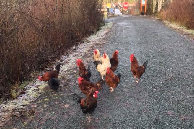 Roosters without a home after being found at Chemainus Lake dock