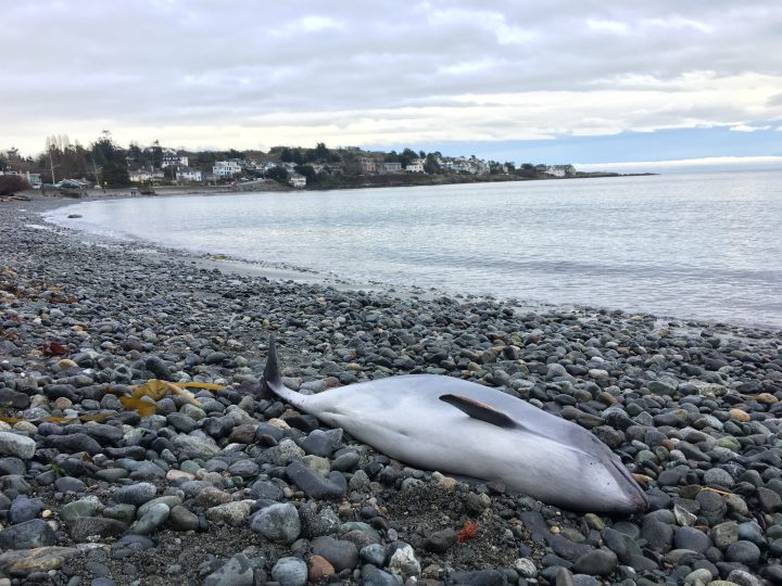 Porpoise washes ashore in Oak Bay