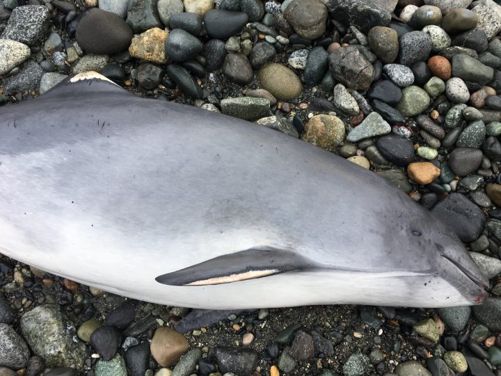 A dead Porpoise pictured at McNeill Bay, Oak Bay