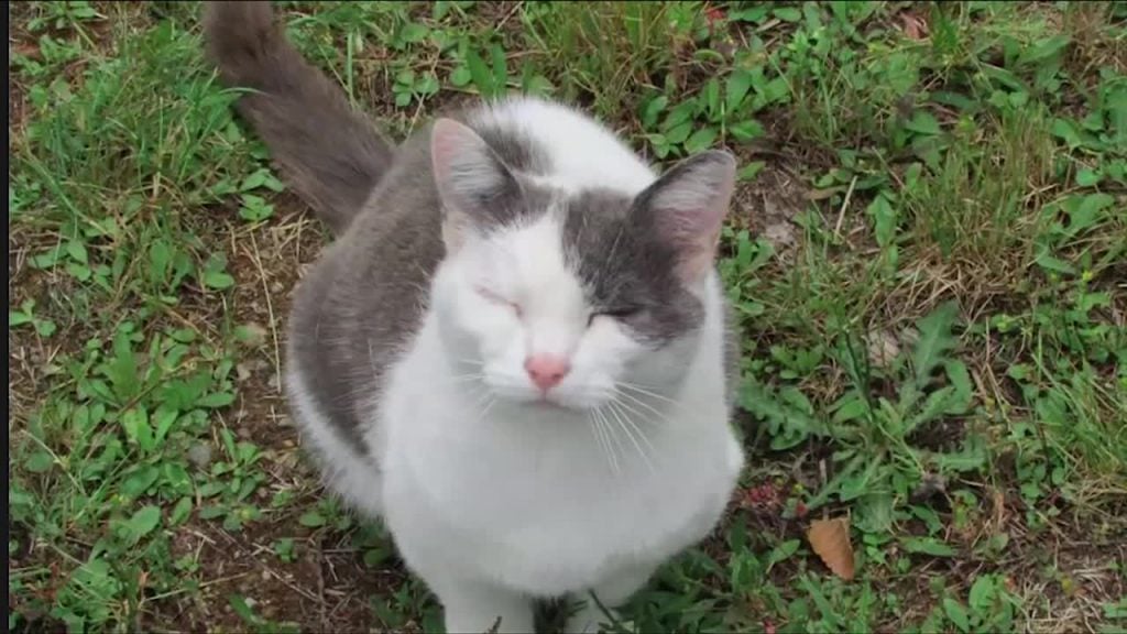 Therapy cat taken from Duncan dementia patient, replaced with toy