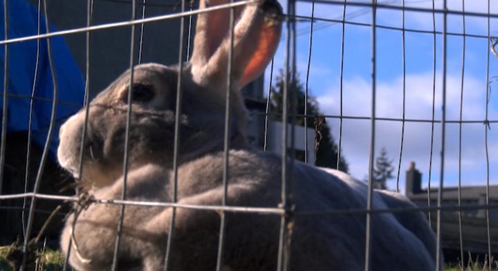 Nanaimo woman is ticketed for keeping backyard bunnies