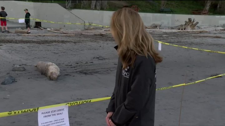 WATCH: Elephant seal seen moulting on Gonzales Beach