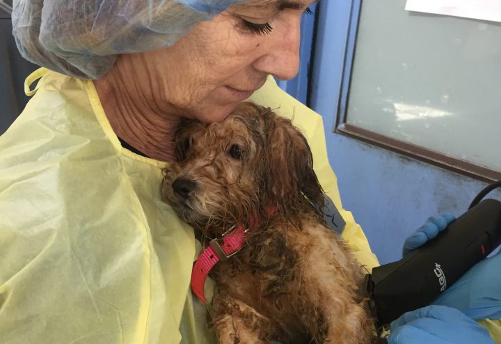 45 neglected dogs now in SPCA care on Vancouver Island