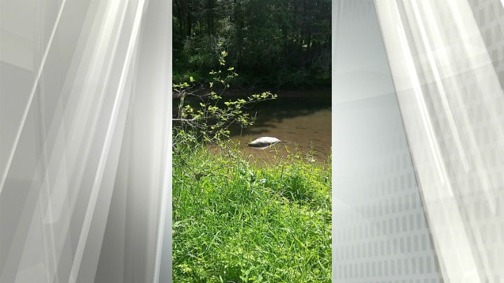 Public urged to stay away from moulting elephant seal at Colquitz Creek