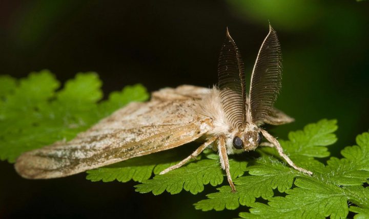 Aerial-spray gypsy moth treatments slated to begin near Courtenay this month