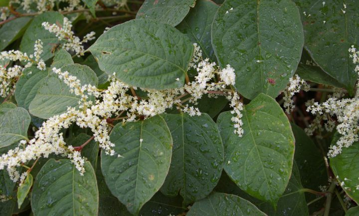 Vancouver Island gets $142K in grants to fight invasive plants