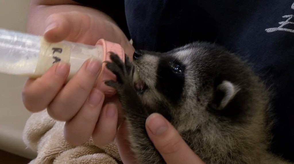 Mountainaire Avian Rescue dealing with high numbers of fawns and baby raccoons