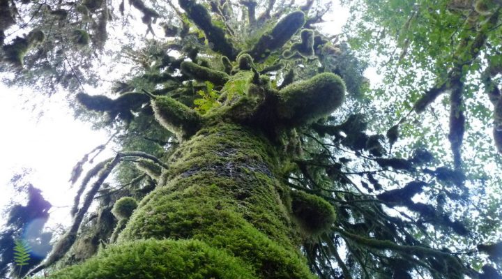 International scientists urge B.C. government to protect rainforests