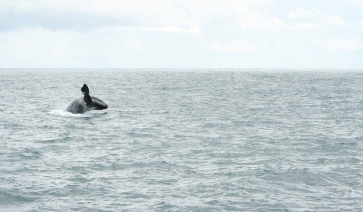 Rare North Pacific right whale spotted off Haida Gwaii coast