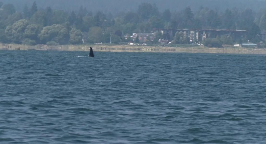 Researchers are increasingly worried about Comox transient orca