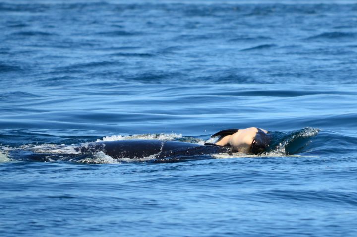 Scientists concerned about endangered orca still pushing body of her calf