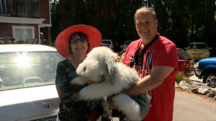 Stuffed dog in backseat of car in Victoria leads to smashed window