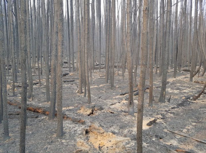 Rainfall, cooler temperatures bring some relief in wildfire ravaged B.C.