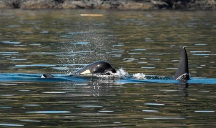 Official says paperwork poses an issue to treat killer whale in Canadian waters