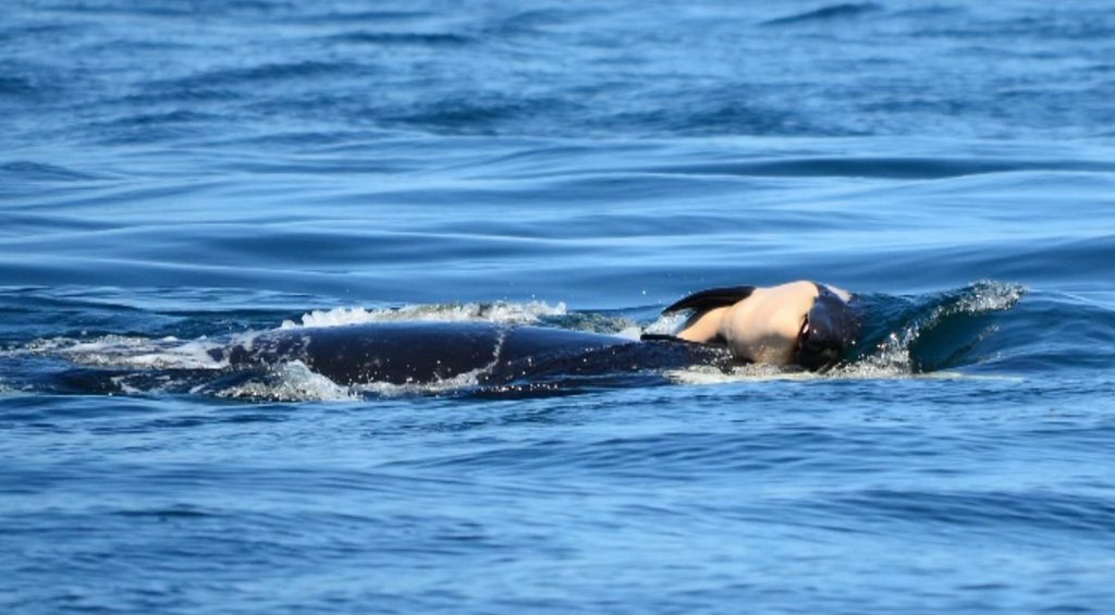 Second J Pod orca focus of possible rescue mission, as concern continues for mother carrying dead calf