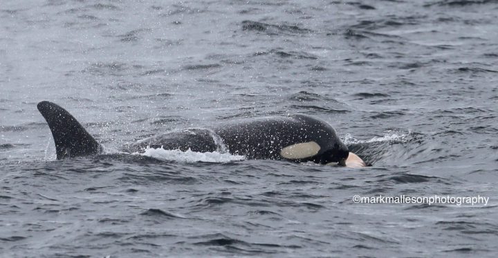 Southern resident killer whale still carrying calf’s body spotted near Victoria