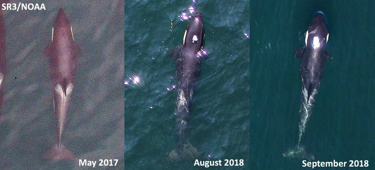 New aerial images of ailing orca J50 show decline in condition